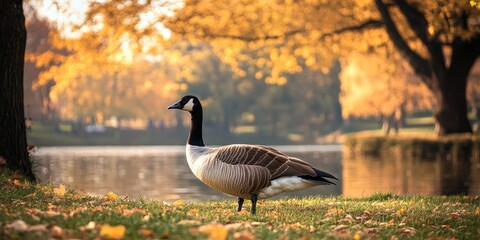 Fototapeta premium Autumnal Park features a goose, captured beautifully in a nature photograph, highlighting the essence of nature during the fall season with its vibrant scenery.
