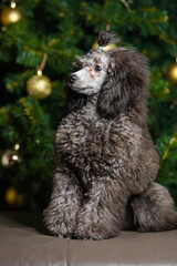 Miniature poodle against the background of a Christmas tree