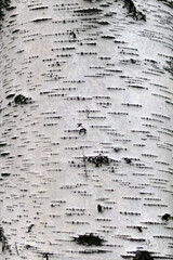 Close-up of a birch tree trunk with white bark texture for nature and wood materials