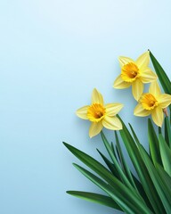 Fototapeta premium Three Yellow Daffodils with Green Leaves on Blue Background
