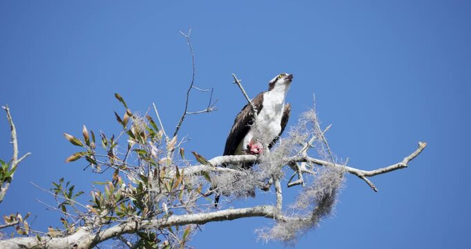 Osprey eating fish on sunny tree branch
