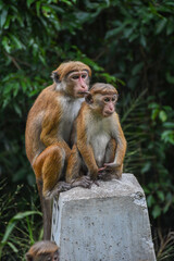 Fototapeta premium Group of monkeys sitting on a mile stone
