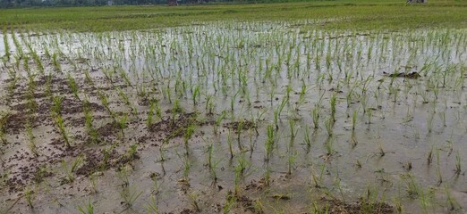Landscape Nature background of rice field full of rice seeding