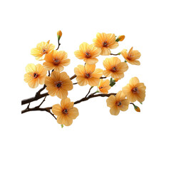 Elegant Branch of Apricot Blossoms Isolated on Black