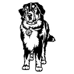 Bernese Mountain Dog Breed - Pet Vector Cut file, Dog Silhouette Stencil - Cricut file