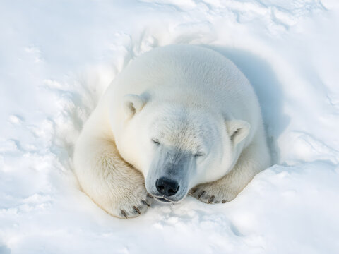Polar Bear Cub Sleeping Images – Browse 8,817 Stock Photos