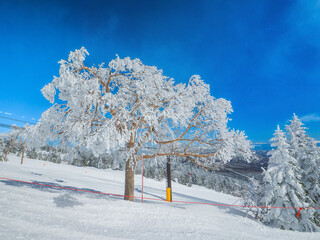 Trees covered in rime ice in a ski resort (Shibutoge, Gunma, Japan)