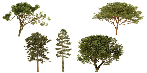Fototapeta premium Collection of various treetop models transparent background