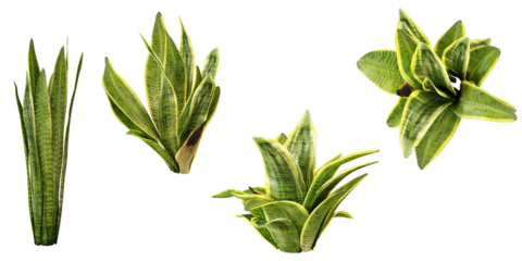 Snake Plant Collection, Variety of Sizes and Shapes