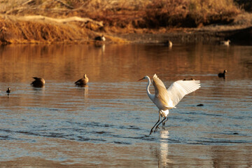バードダンスで獲物を捕らえる白鷺