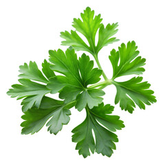 Parsley leaves in a closeup isolated on transparent background
