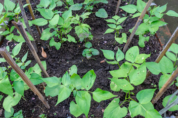 Top View of Green Bean Plants in a Home Garden