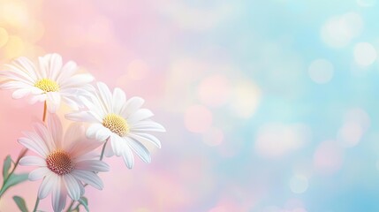 Daisy floral abstract background idea. Delicate white daisies with a colorful blurred background, symbolizing purity and beauty.