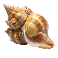 Obraz premium Whelk isolated on transparent background