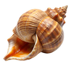 Obraz premium Whelk isolated on transparent background