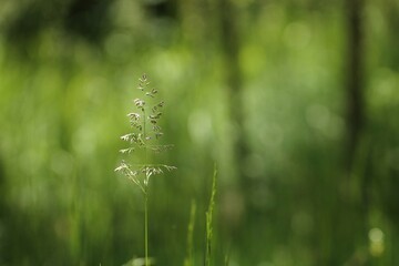 prato verde in primavera