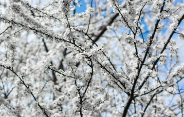 splendid spring has returned in the blossoming of the trees