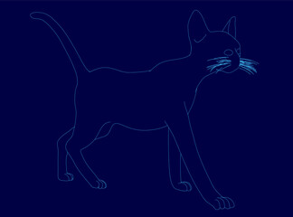 Cat is walking on a blue background. The cat is looking at the camera. The cat contour