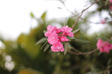 Beautiful pink flowers bloom on branch, surrounded by lush greenery, creating vibrant and serene atmosphere. delicate petals and leaves add to natural beauty of scene