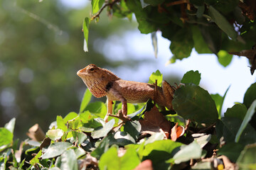 Lizard perched on green leaves, basking in sunlight, showcasing its textured skin and vibrant colors. serene moment in nature, highlighting wildlife and foliage