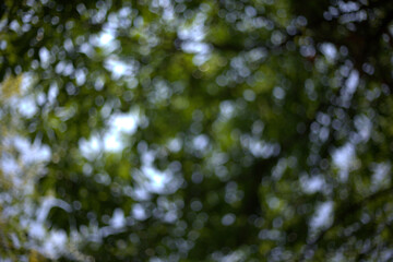 blurred view of green leaves against bright sky, creating serene and tranquil atmosphere. soft focus enhances natural beauty of foliage