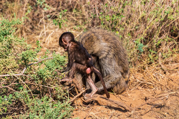 Close-up of an Olive Baboon -Papio Anubis- mother carrying her baby across the long grasslands of the Samburu national reserve, Kenya