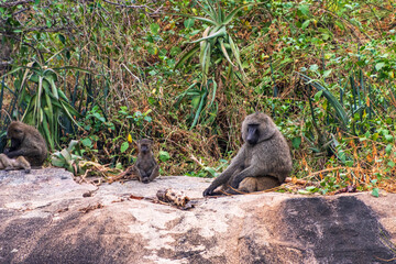 Close-up of an Olive Baboon -Papio Anubis- family sitting on a rock along the shoreline of lake Victoria, Tanzania