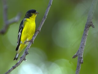 Obraz premium Vibrant yellow bird on a branch