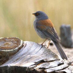 Small bird perched on a log