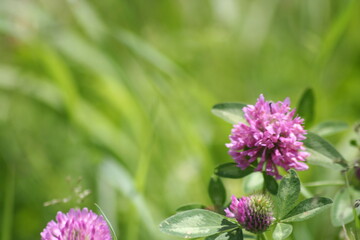 Fiori di campo