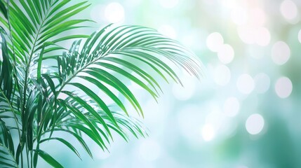 Palm leaves abstract background concept. Vibrant green palm leaf against a soft blurred background of natural light.