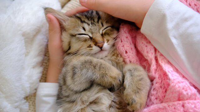 Child hand petting or massage tabby kitty, relaxing cat, love to animals. Happy pets, enjoying	