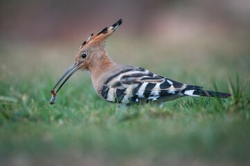 High resolution close up image of a single Upupa bird feeding a juicy worm in the wild with green grass background- Israel © Oren