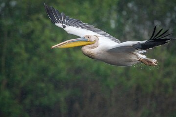 High resolution close up image of a pelican bird taking off the water in the wild- Delta Romania