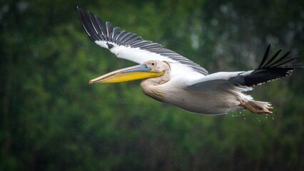 High resolution close up image of a pelican bird taking off the water in the wild- Delta Romania