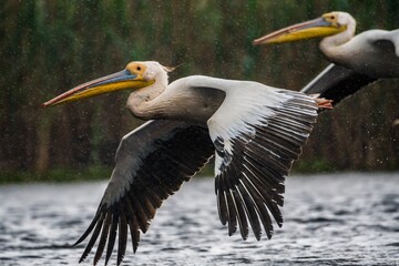 High resolution close up image of a pelican bird taking off the water in the wild- Delta Romania