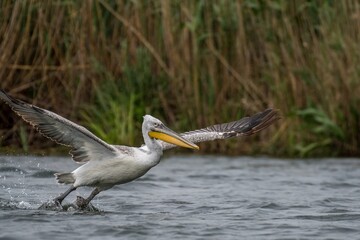 High resolution close up image of a pelican bird taking off the water in the wild- Delta Romania
