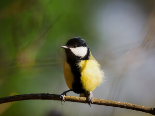 tit sitting on a tree branch against a blurred background