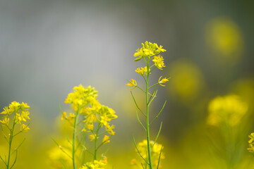 Yellow mustard field in bloom, Close-up of mustard flowers, Bright yellow blossoms in field, Mustard plants with blurred background, Golden yellow mustard crops, Vibrant flowers stock photo.