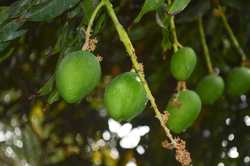 green mangoes on tree new season fruit background plant leaf