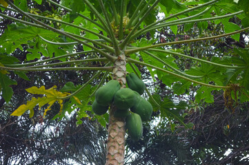 close up of  fruit papaya on tree agriculture