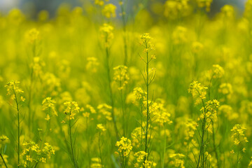 Yellow mustard field in bloom, Close-up of mustard flowers, Bright yellow blossoms in field, Mustard plants with blurred background, Golden yellow mustard crops, Vibrant flowers stock photo.