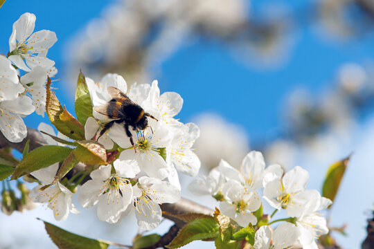 bumblebee on a flowering tree. honey bees pollinating white blossoms of a tree, close up, macro shot. collecting nectar. insect in nature, spring season. bumblebee on the flowers of the orchard