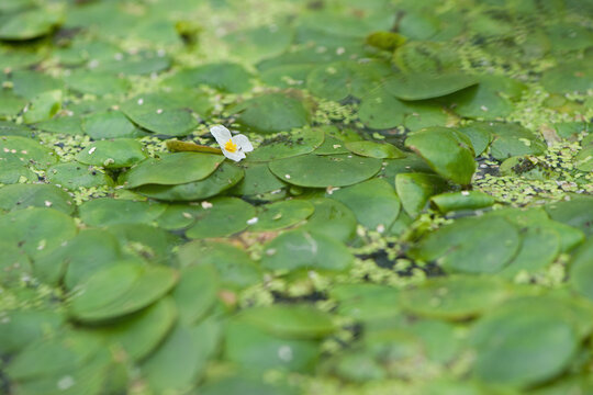 Hydrocharis morsus-ranae. A Tiny White Flower on Water Surface with Green Leaves. in the lake, river or swamp, nature photo, close-up. Lemna and round leaves, natural background. selective focus