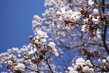 満開の桜と青空