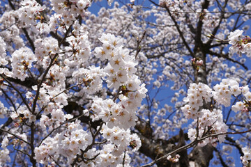 満開の桜と青空