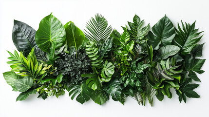Close Up of Fresh Dark Green Tropical Leaves Bouquets in a Botanical Frame on White Background for Design and Copy Space






