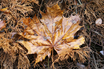 Wet golden leaf shining on the forest floor. Tree disease with spots on the leaf. Autumn landscape with vibrant colors. Stains on leaf surface. Fall season background. Single object isolated on nature