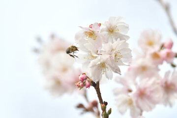 Obraz premium 花とミツバチ