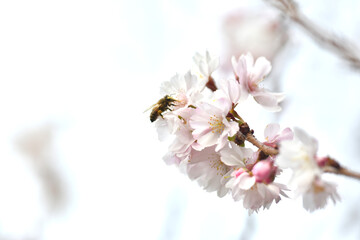 ミツバチと桜の花